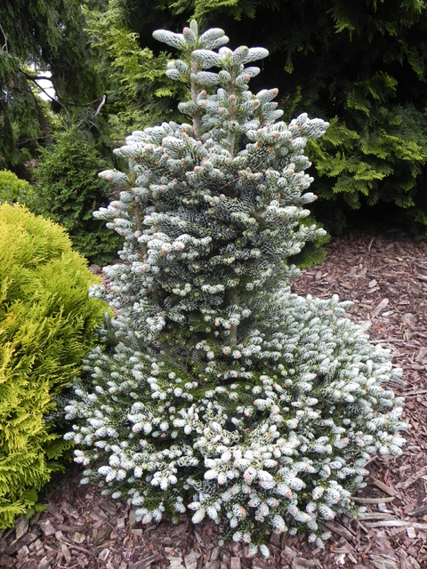 Abies koreana 'Kohouts Icebreaker'  ('Ice Breaker', 'Silberlocke W.B.')